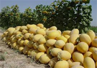 کشت خربزه دیم در سیستان