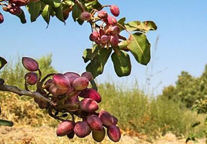 برداشت پسته در شهرستان لردگان