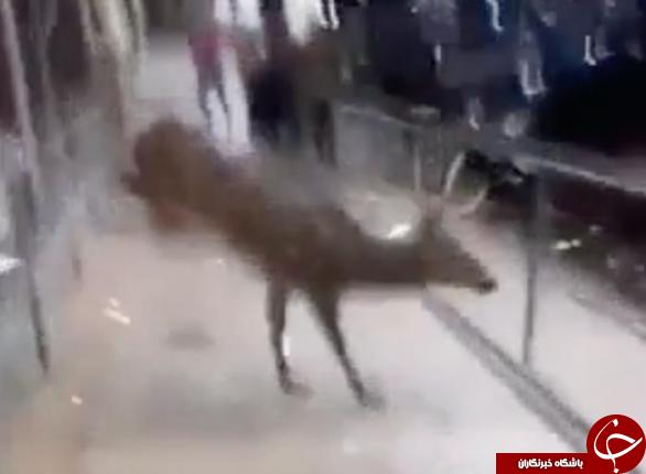 تعجب کارمندان از ورود مهمان ناخوانده به فروشگاه +فیلم