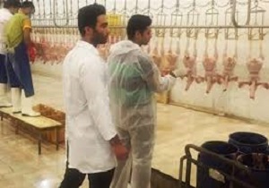 آغاز طرح ملی پایش باقیمانده های دارویی درطیور