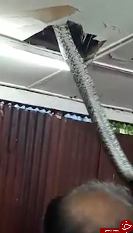 مارغول پیکربا شکافتن سقف وارد رستوران شد+6 عکس