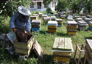 آموزش بهداشت و بیماریهای زنبور در تاکستان