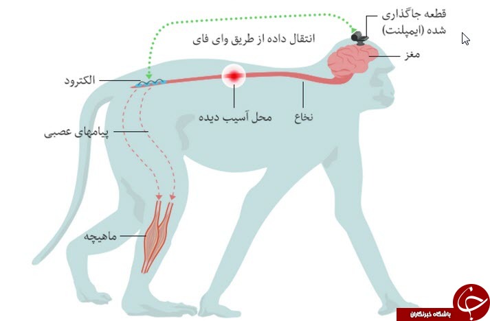 امید به درمان قطع نخاع از طریق وای&zwnj;فای