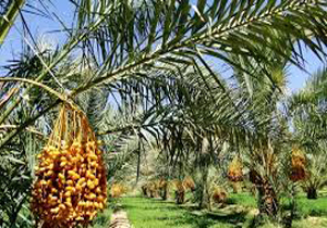 خرید توافقی 300 تن خرما