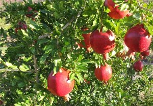 افزایش تولید یاقوت های سرخ در مهد انار ایران