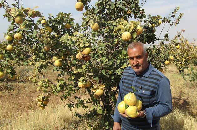 کشاورز نهاوندی تپه های خاکی را تبدیل به باغ های بارور کرد+ تصاویر