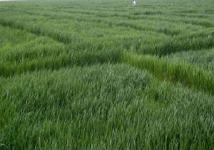 طرح جالب دمشق برای جبران کمبود گندم