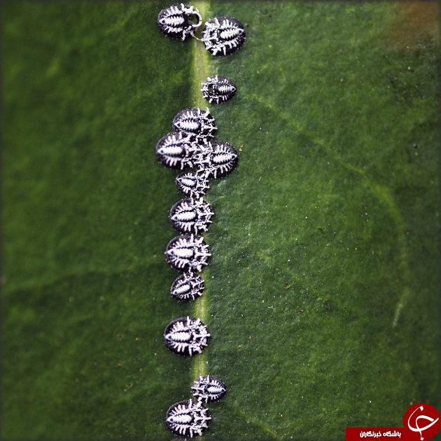 آبنبات حشره&zwnj;ای/ وقتی حشره را پودر می&zwnj;کنند و پاستیل به خوردتان می&zwnj;دهند+تصاویر