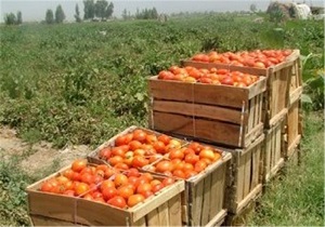 تولید 6 میلیون تن انواع محصولات زراعی و باغی در استان اردبیل
