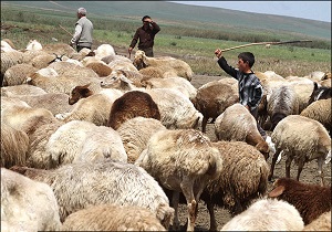 استفاده از نژاد رومانف در اصلاح نژاد گوسفندان مشگین شهر