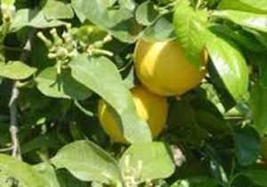 افزایش تولید لیموشیرین در فارس