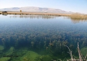 بوتیمار، خوتکا، سرسبز مهمان تالاب هشیلان