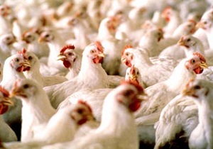 اجرای طرح واکسیناسیون طیور روستایی دراستان