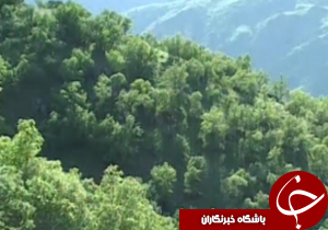 زوال جنگل&zwnj;های زاگرس با حال نامساعد درختان بلوط + فیلم