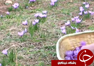 کشت طلای سرخ در لرستان + فیلم