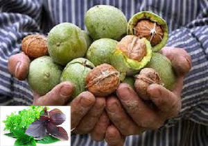 محکومیت متخلفان پرونده گردو و ریحان قاچاق درزابل