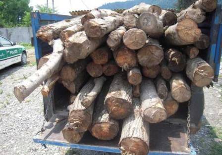 کشف 20تن چوب قاچاق در بم