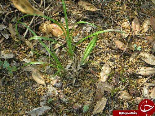 نگاهی گذرا به مهمترین رویدادهای 25 آبان در مازندران