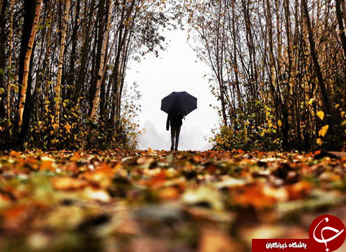 از ناخن&zwnj;های لاک&zwnj;زده یک اورانگوتان تا تظاهرات علیه ترامپ و اوباما