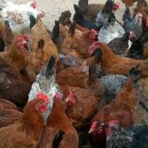 اجرای طرح ملی واکسینه طیور دراستان