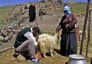 ارائه 70 میلیارد تسهیلات خشکسالی به عشایر استان اردبیل