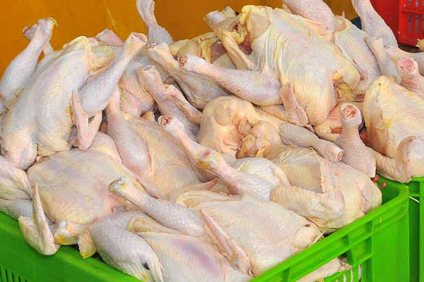 مرغداری غرب استان تهران قرنطینه شدند