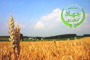 توصیه جهاد کشاورزی به کشاورزان گلستانی برای کشت گندم