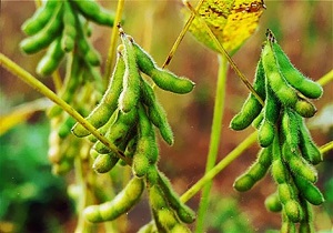 اختصاص 8 هزار هکتار از اراضی بیله سوار به کشت سویا