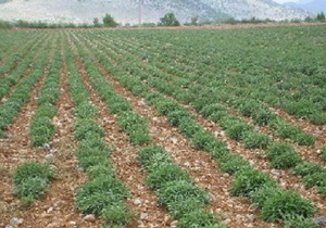 ایجاد مزرعه الگویی گیاهان دارویی درفارس