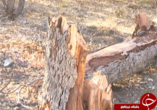 از پیش بینی برای عبور یک میلیونی زائران تا قلع و قمع درختان