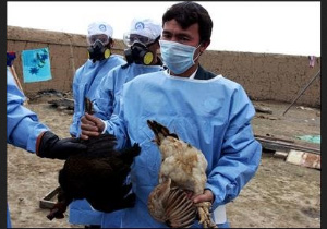 نبود هیچ مورد مشکوکی از آنفلوانزای پرندگان در مهاباد