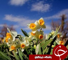 آغاز برداشت گل نرگس در شهرستان خوسف