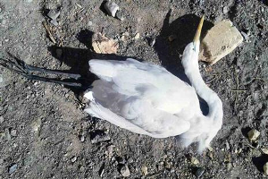 کالبدگشایی اگرت بزرگ در تالاب کجی نمکزار نهبندان