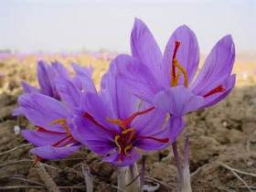 آغاز برداشت زعفران از اراضی زیرکشت در ارومیه