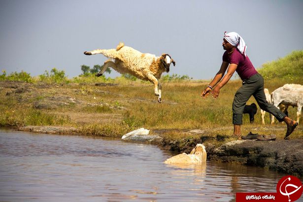 وقتی چوپان گوسفندانش را با توپ بستکتبال اشتباه می گیرد+ تصاویر