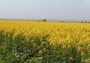 آغاز کشت آبی محصول کلزا در مزارع کهگیلویه