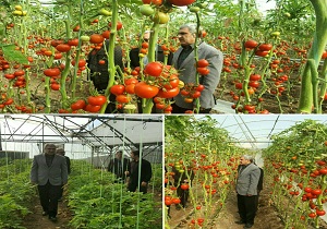 تولید سالانه 300 تن محصولات گلخانه ای در شهرستان نمین