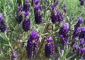 طرز تهیه شربت و مربایی برای افزایش شادی، رفع وسواس و غم