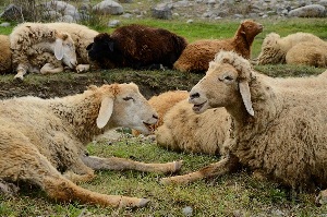 رتبه برتر آذربایجان‌شرقی در خصوص واکسیناسیون تب برفکی در کشور