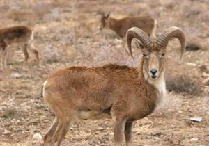 آغاز سرشماری پاییزه حیات وحش خراسان شمالی