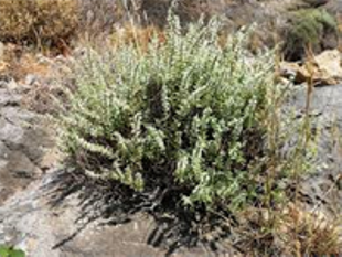 سیستان و بلوچستان خاستگاه رشد گیاه درمنه