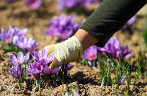 پیش بینی برداشت 56 تن زعفران در خراسان جنوبی