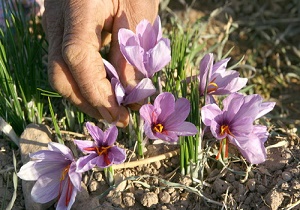 برداشت طلای سرخ کلید خورد/ نرخ زعفران آب رفت