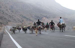 اوج گرفتن کوچ عشایر به مناطق ییلاقی