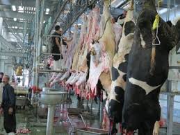 تعطیلی کشتارگاه های سنتی و غیر بهداشتی شهرستان علی آباد کتول
