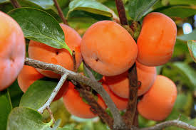 خرمالوهای نوبرانه گیلان در بازار