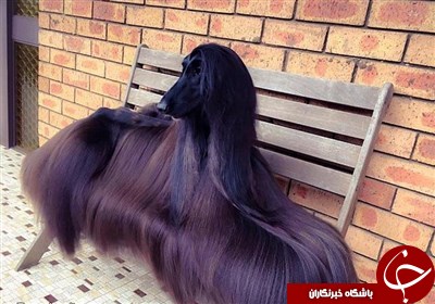 تصاویری از زیباترین سگ دنیا