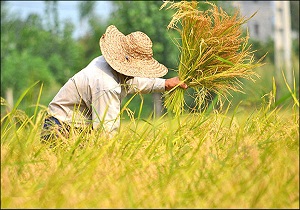 برداشت برنج از شالیزارهای بدره