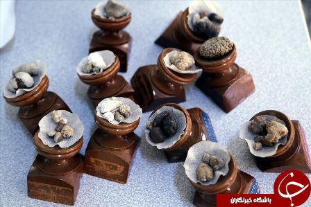 عجیب&zwnj;ترین کلکسیون جهان در مطب یک &zwnj;پزشک