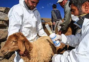 همکاری دستگاه‌های بهداشتی درمانی برای کاهش بیماری‌های مشترک دام و انسان